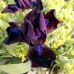 Zwergschwertlilie (Iris barbata-nana 'Eiswürfel')