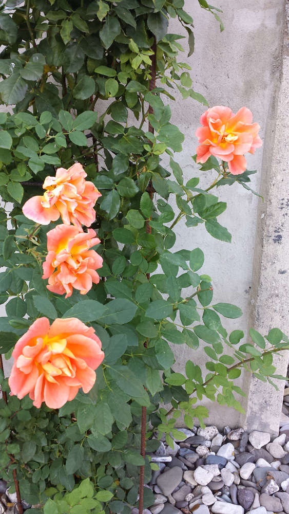 Rose "Orange Dawn"