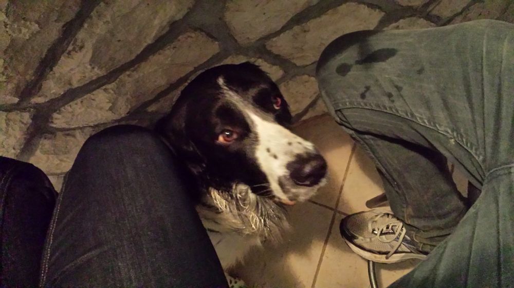 Nein, mein nasser Hund bettelt nicht. Er guckt nur sehr interessiert auf jemandes Kotelett.