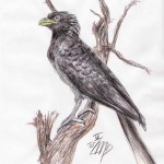 Binden-Lärmvogel (Crinifer zonurus)