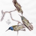 Ecuador-Andenkolibri (Oreotrochilus chimborazo jamesonii)