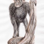 Gemeiner Schimpanse (Pan troglodytes)