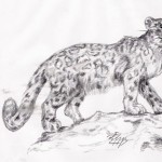 Schneeleopard (Panthera uncia)