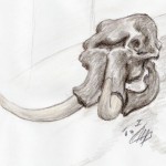 Steppenmammut (Mammuthus trogontherii)