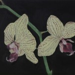Orchidee (Phalaenopsis species)