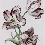 Tulpe 'Prins d'Orange Blanc' (Tulipa species)