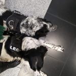 Große Münsterländer 'Léon' und 'Flash' (Canis lupus familiaris)