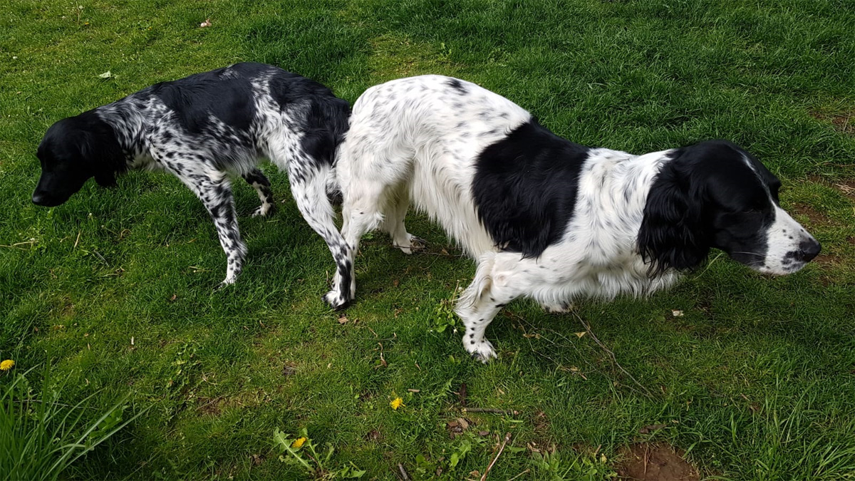 Haushunde ‚Lara‘ und 'Leon' (Canis lupus familiaris)
