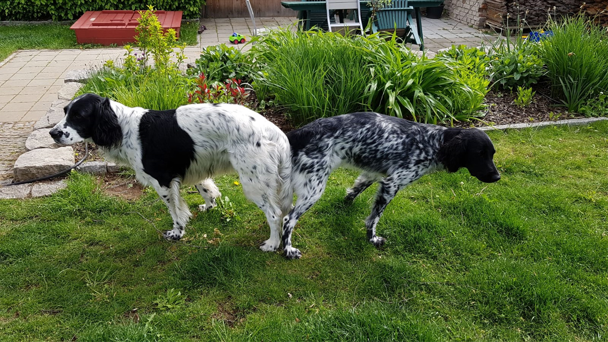 Haushunde 'Leon' und ‚Lara‘ (Canis lupus familiaris)