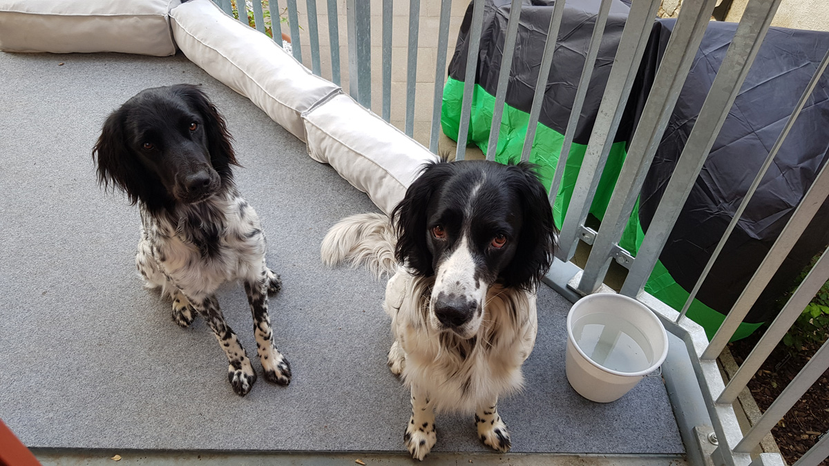 Haushunde ‚Lara‘ und 'Leon' (Canis lupus familiaris)