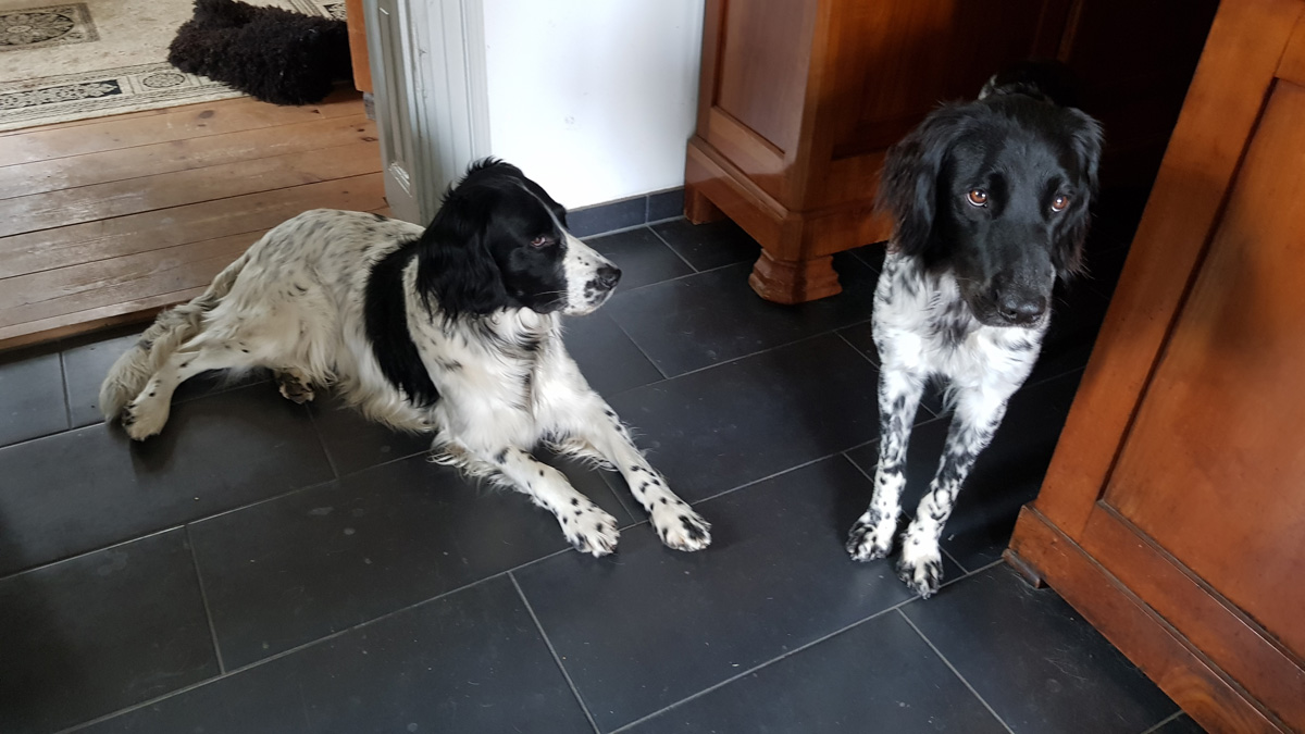 Haushunde ‚Leon‘ und 'Lara' (Canis lupus familiaris)