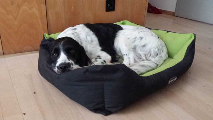 Leon Maxeiner, 19.03.2013-21.04.2026